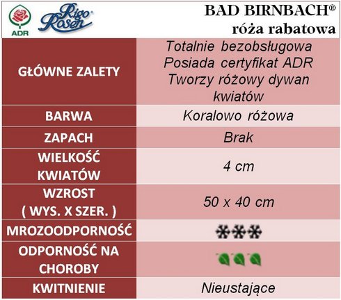 BAD BIRNBACH róża rabatowa